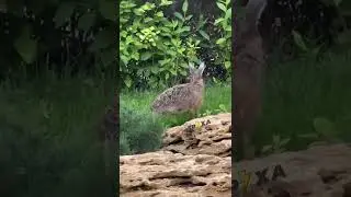 Такой большой заяц вырос так и хочется его увидеть голым в кастрюле