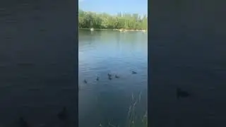 июньский заплыв утиного семейства