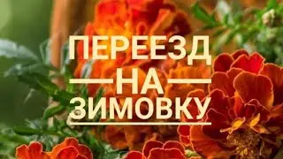 Заношу цветы в дом.#зимовкарастений