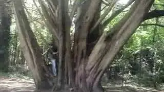 49 Bigfoot imitation
