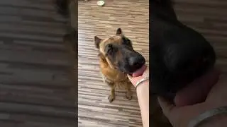 Как линяет овчарка🤪 #немецкаяовчарка #собака #germanshepherd #рыжийкот #животные #собаки