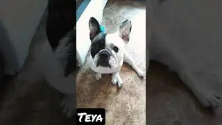 My dog, my frenchy.