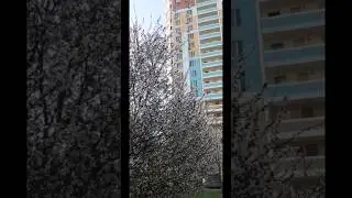 Нежность