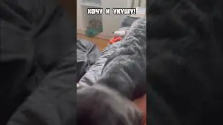 Папа ругает через камеру 😂 #лабрадор #dog #собаки #лабрадоры #животные #щенки #dogs #puppy #animals