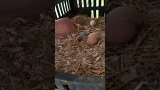 Доминанты порадовали😂