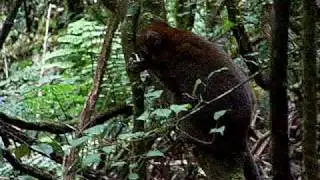 Greater Bamboo Lemur (Prolemur simus) from Ranomafana National Park, Madagascar