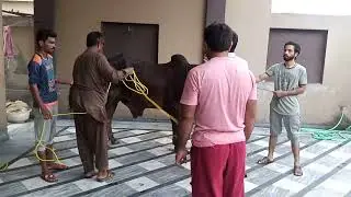 qurbani 2022 || first qurbani of 2022 || animal planet