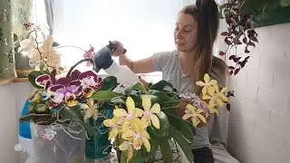 Всего 1 ЛОЖКА на ОРХИДЕЮ и ОНА ЗДОРОВА и КРАСИВА с МОРЕЙ ЦВЕТОНОСОВ