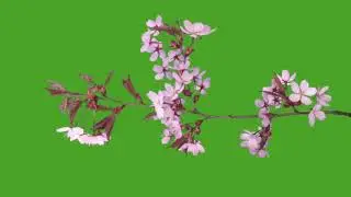 sakura bloom | green screen