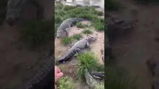 shoebill stork eating crocodile|crocodile hunter|crocodile hunting|