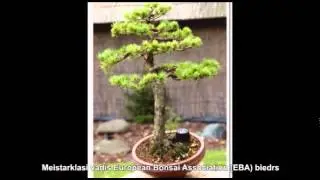 Бонсай. Baltic Bonsai Parks