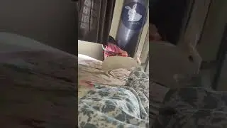 LALLU ( The Cute Bunny) waking me up for a walk 💕