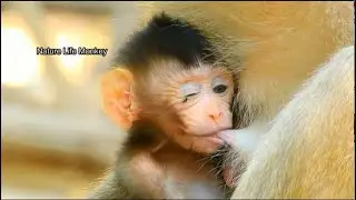 Beautiful newborn Betty happy full milk, Poor Betty angry small fly disturb her eye