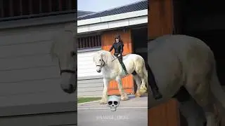 Horse Can't be Big 💀