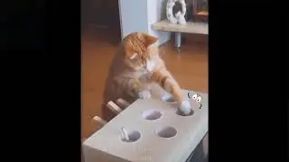 Cute And Funny Pets | Try Not To Laugh To These Pet