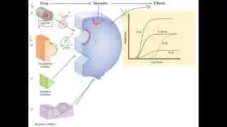 Pharm1- What is Pharmacology? Introduction to Pharmacology