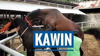 PROSES KAWIN SILANG KUDA PACU DENGAN KUDA THOROUGHBRED || BERKAH STUD & RACING STABLE || BUKITTINGGI