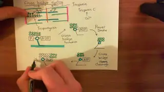 Cardiac Muscle Contraction Part 5