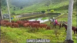 Brahman Rojas 🐮🧬