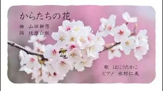からたちの花　Die Blüte der Karatachi (Orangenbaumart)
