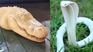 Albino animals you’ve never seen before