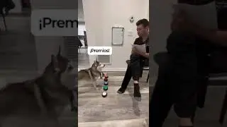 Sapphie la pomsky como paciente 🏥🐾 