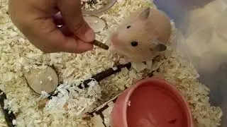 Смесь насекомых Little One