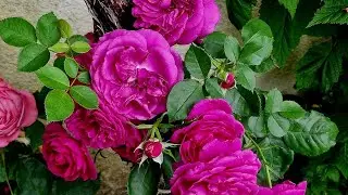 #FurElise #floribunda #FantasiaKollektion #ADR #rose #ФурЭлизе #ФерЭлизе #ДляЭлизы  сезон #2023