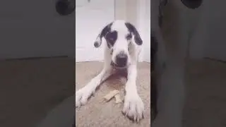 #foryoupage #foryou #fyp #fypシ #viral #viralvideo #viralshorts #adventcalendar #dog #dogs #greatdane