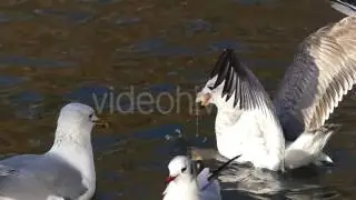 Three Seagulls Fighting For a Big Piece of Bread in Slow Motion