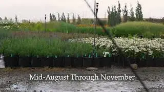 A Gentle Reminder to Plant in The Fall