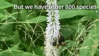 Where do the honey bees go during the day?