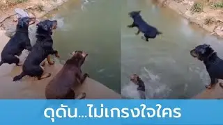 ดุดัน...ไม่เกรงใจจริงๆ
