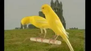 (Postura) Bernoise.avi