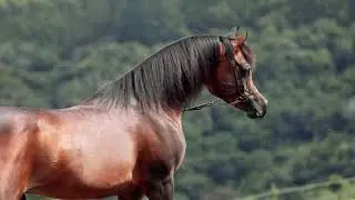 BAROLO CAROL 1