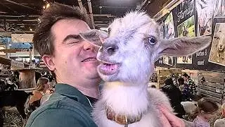 Baby Goat Snuggling - Steinmetz Family Farm
