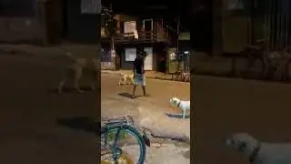 dangar dogs