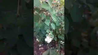 Снежноягодник Куст с белыми плодами