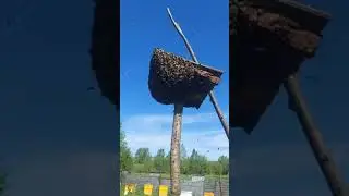 Ох уж эти пасечники