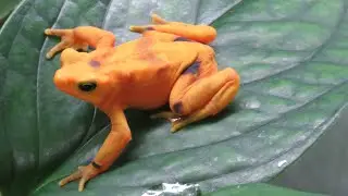 La EXTINCIÓN de la Rana Dorada Panameña: La historia completa