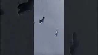 Волки роют тоннель