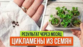 🌸 Cyclamen from seeds 🌸 Shoots in a MONTH! 🌸 Part 2