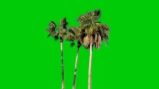 green screen three palm trees