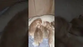 котята хавают!!!