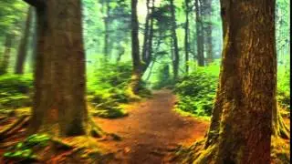 Caminata en el bosque