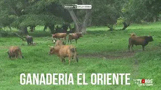TOROS DE LA GANADERIA EL ORIENTE DE RAFAEL LOZANO PARA COROZAL 2024