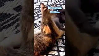 🫨С Меня #хватит! #cat #кот #люблюжить #котики #смешныемоменты #funny #catlike #funnycats #забавные