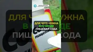 Зачем опытные дачники используют соду в огороде? 