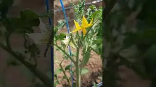 Прошло 7дней, после первого опыления Аской.