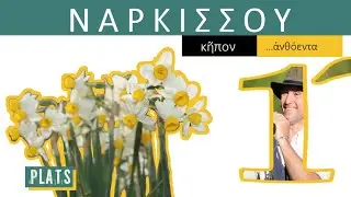 Daffodils’ prairie